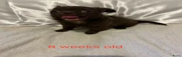 Chihuahua dogs for sale: Long-Haired Precious Tiny Chelsea Chihuahuas  - Advert 20