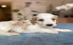 Cockapoo dogs for sale: Cocker Spaniel x Cockapoo Puppies Ready Soon  - Image 31