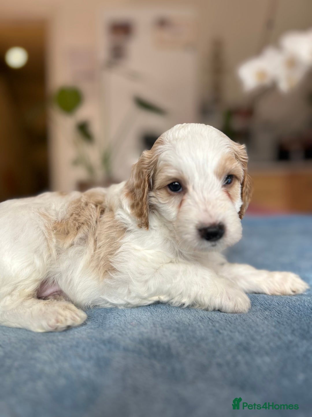 Cockapoo dogs for sale: Cocker Spaniel x Cockapoo Puppies Ready Soon  - Image 31
