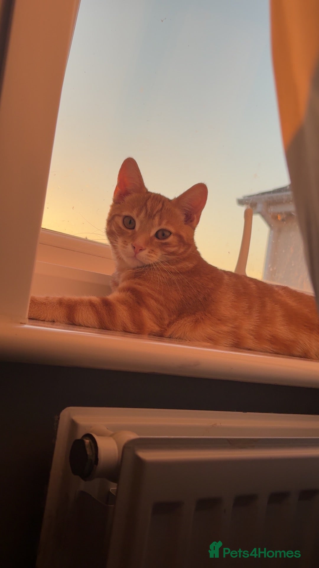 Domestic Shorthair cats 10 month cat  - Advert 1