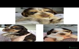 Cocker Spaniel dogs for sale: OUTSTANDING KC REG COCKER SPANIEL PUPPIES  - Image 2