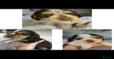 Cocker Spaniel dogs - Advert 2