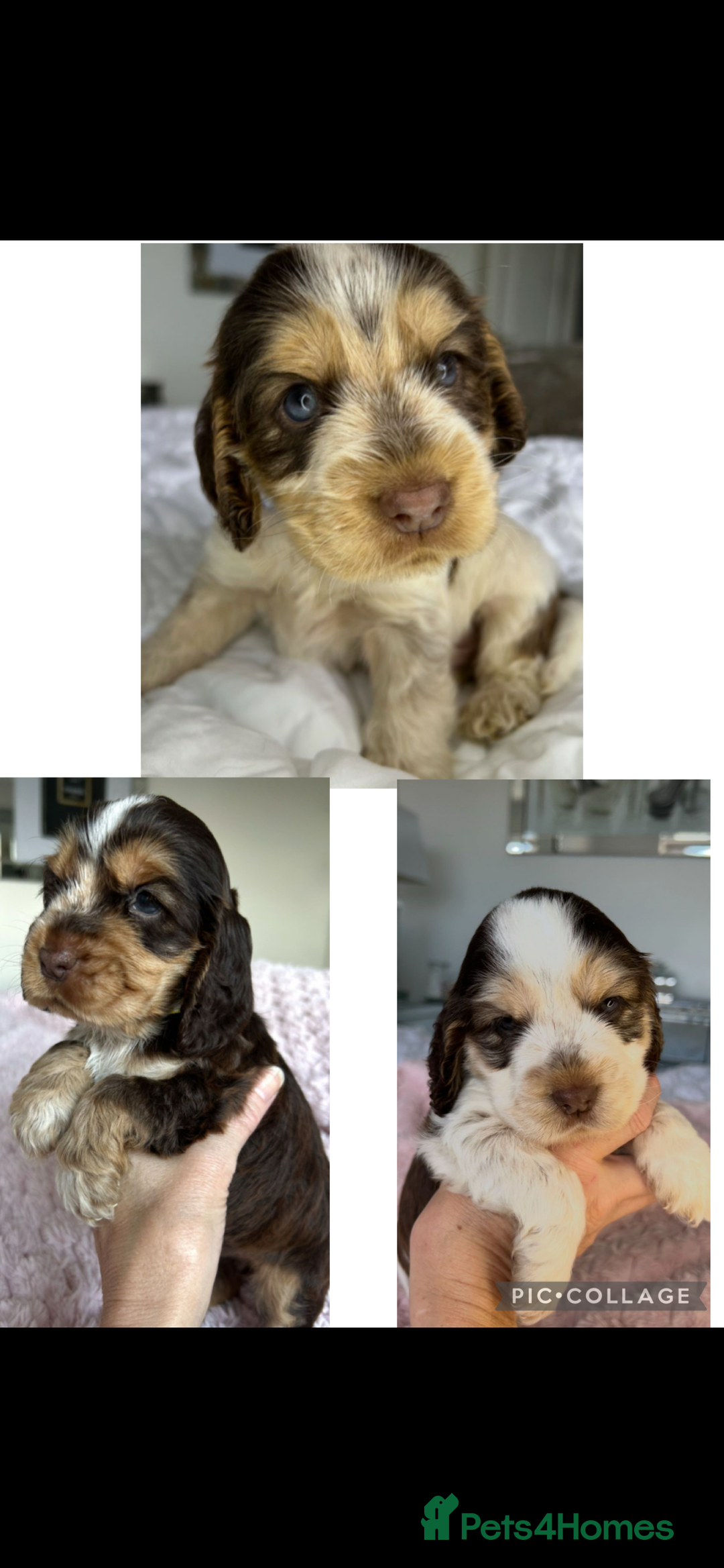 Cocker Spaniel dogs for sale: OUTSTANDING KC REG COCKER SPANIEL PUPPIES  - Image 2
