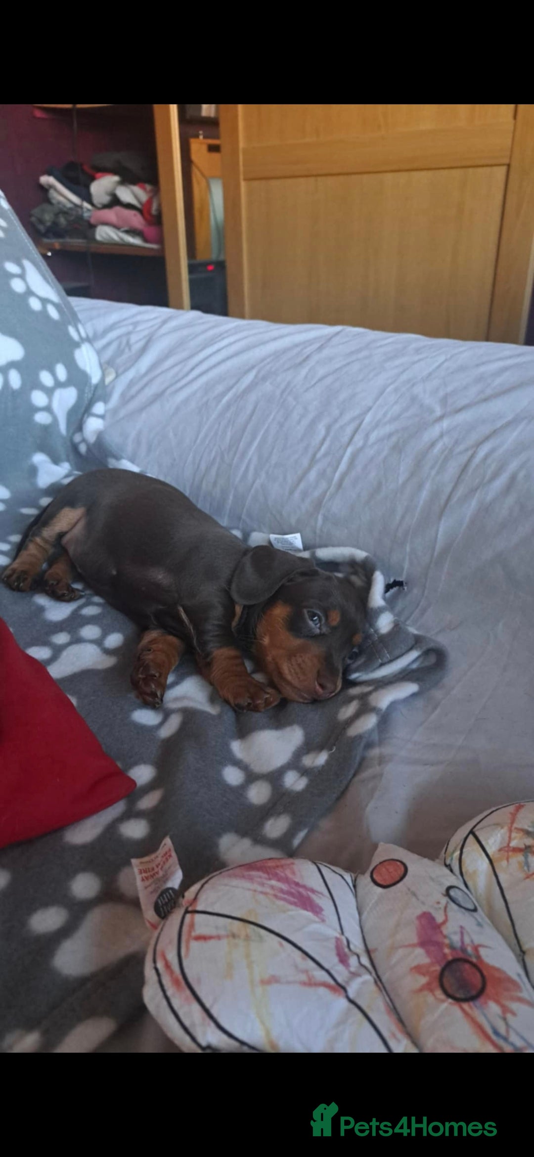 Dachshund dogs for sale: Beautiful Dachshund Puppies - Advert 28