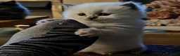 Ragdoll cats for sale: Handsome Blue Point Kitten in Leigh - Advert 1