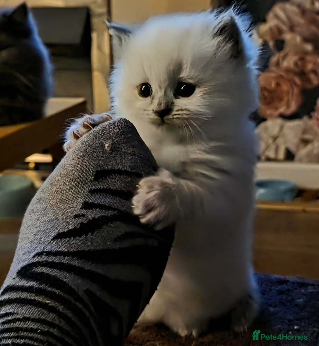 Ragdoll cats for sale: Handsome Blue Point Kitten in Leigh - Advert 1