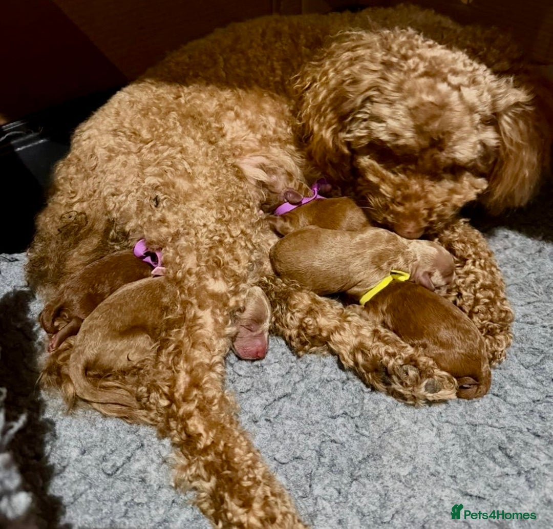 Miniature Poodle dogs for sale: Beautiful Red KC Registered Miniature Poodle Pups - Advert 5