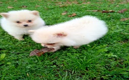 Pomeranian dogs for sale: Miniature Pomeranian puppies  - Advert 3