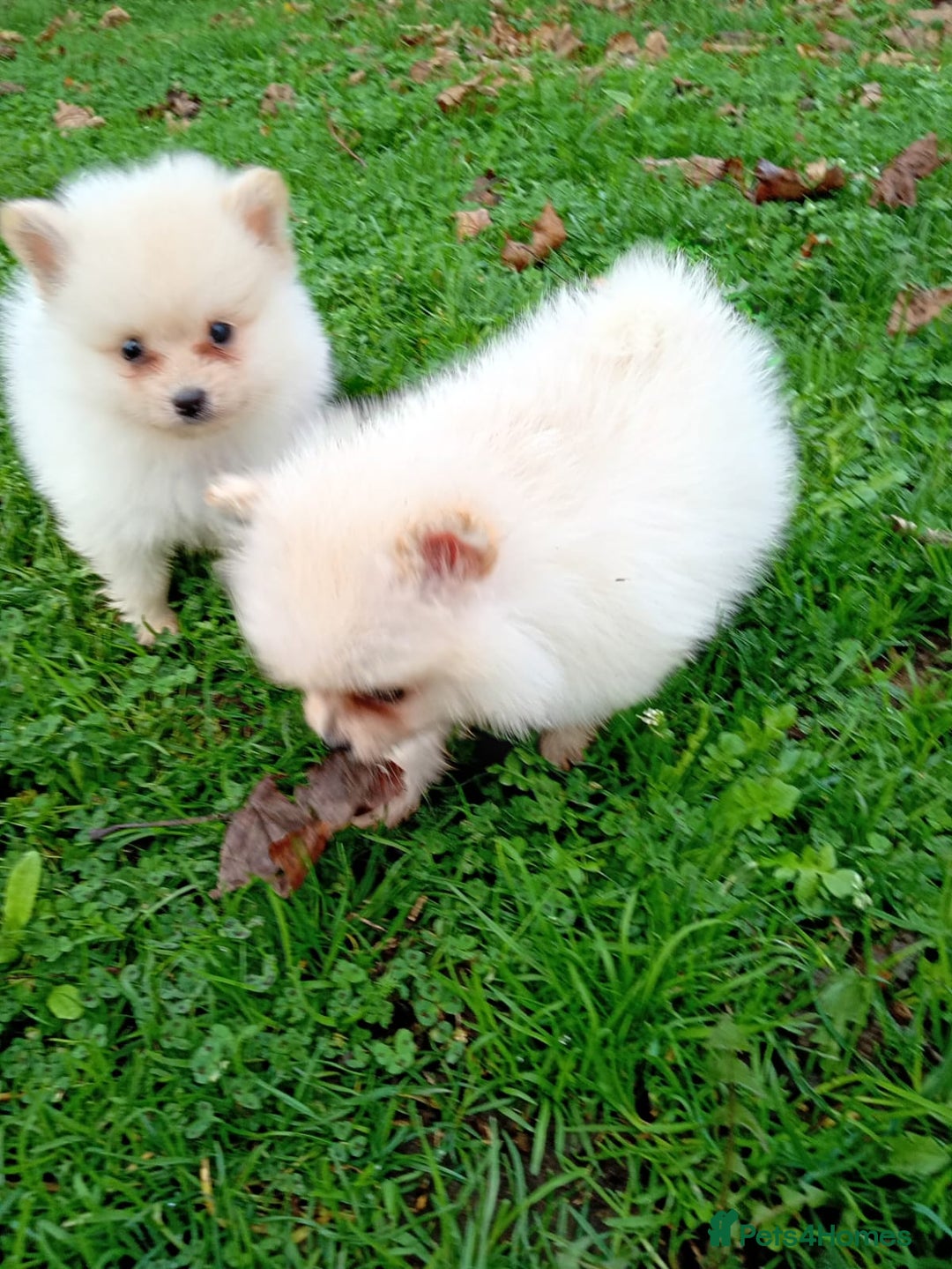 Pomeranian dogs for sale: Miniature Pomeranian puppies  - Advert 3