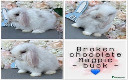 Mini Lop rabbits for sale: 🌟🌟 mini lop babies 🌟🌟 - Image 11