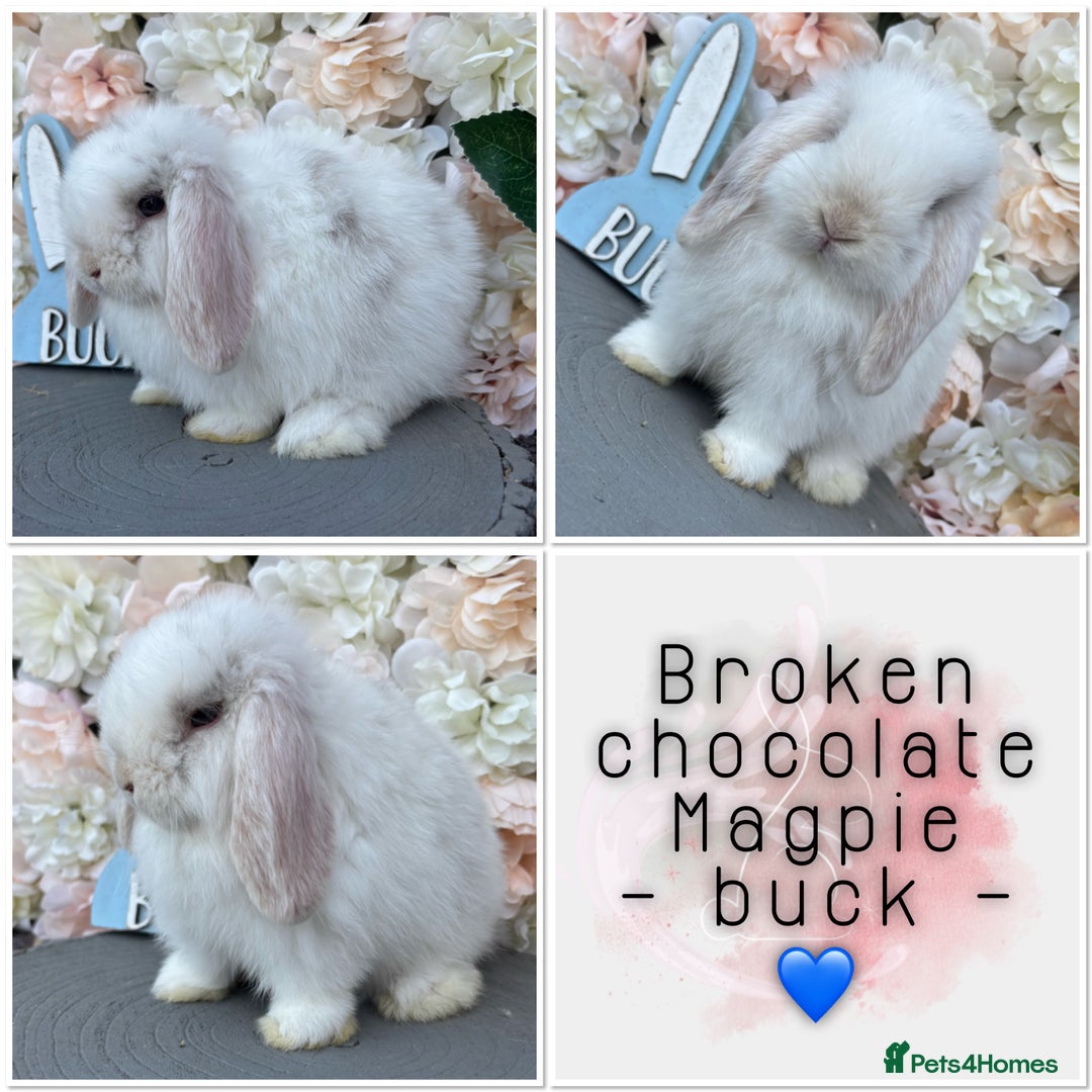 Mini Lop rabbits for sale: 🌟🌟 mini lop babies 🌟🌟 - Image 11