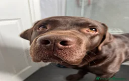 Labrador Retriever dogs for sale: KC SILVER/CHOCOLATE PEDIGREE LABRADOR PUPIES - Image 12