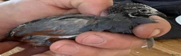 Quail poultry for sale: Chinese Painted/Button Quail males  - Advert 6