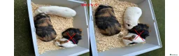 Guinea Pig rodents for sale: Guinea Pigs (Boys & Girls) - Advert 3