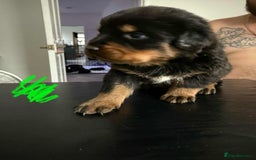 Rottweiler dogs for sale: Rottweiler puppies for sale - Image 2