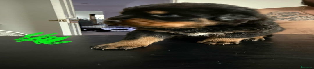 Rottweiler Puppy 1