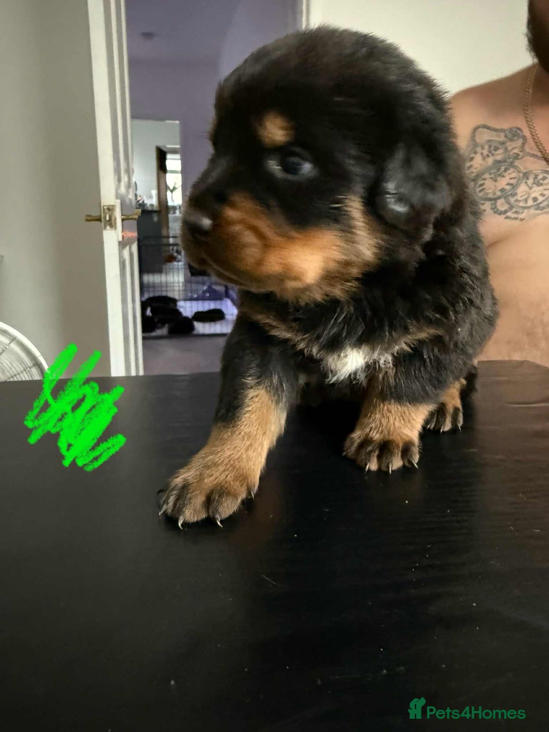 Rottweiler dogs for sale: Rottweiler puppies for sale - Image 2