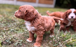 Cavapoo dogs for sale: Stunning cavapoo pups *ready to leave 29th august* - Image 12