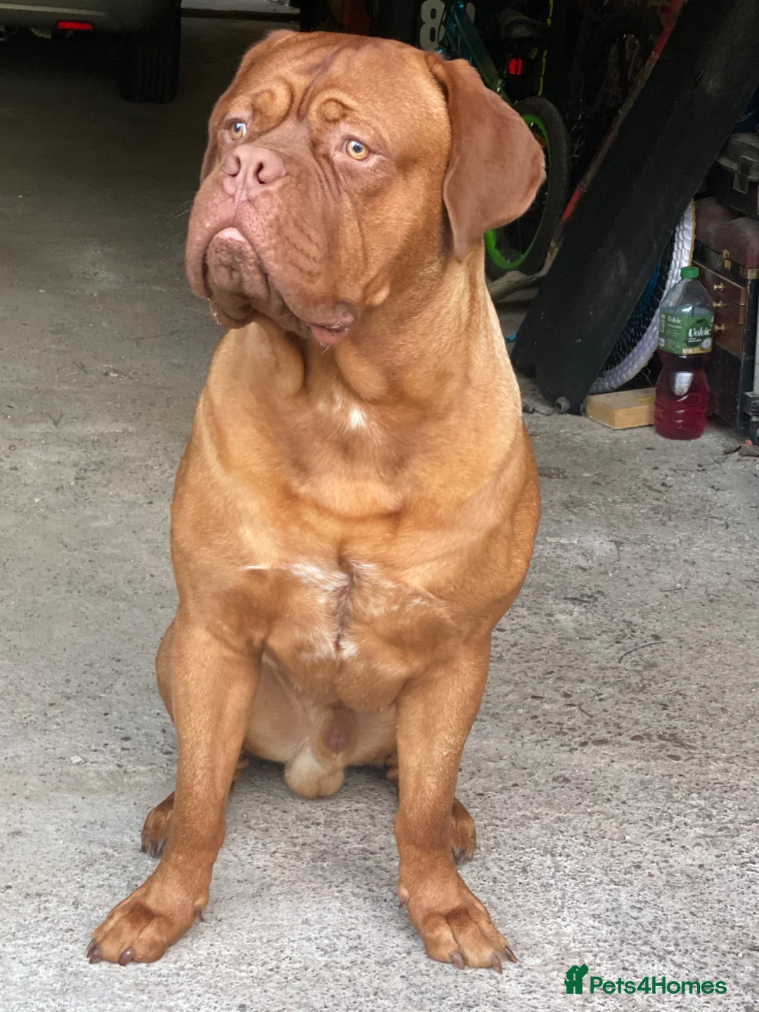 Dogue De Bordeaux dogs for sale: 1 Year Old KC Registered Dogue De Bordeux For Sale - Advert 1