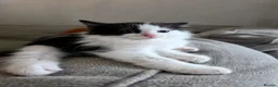 Ragdoll cats for sale: Beautigul anf Fluffy Ragdoll Cross kittens - Advert 10
