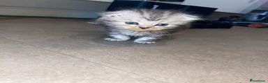 Scottish Fold 1
