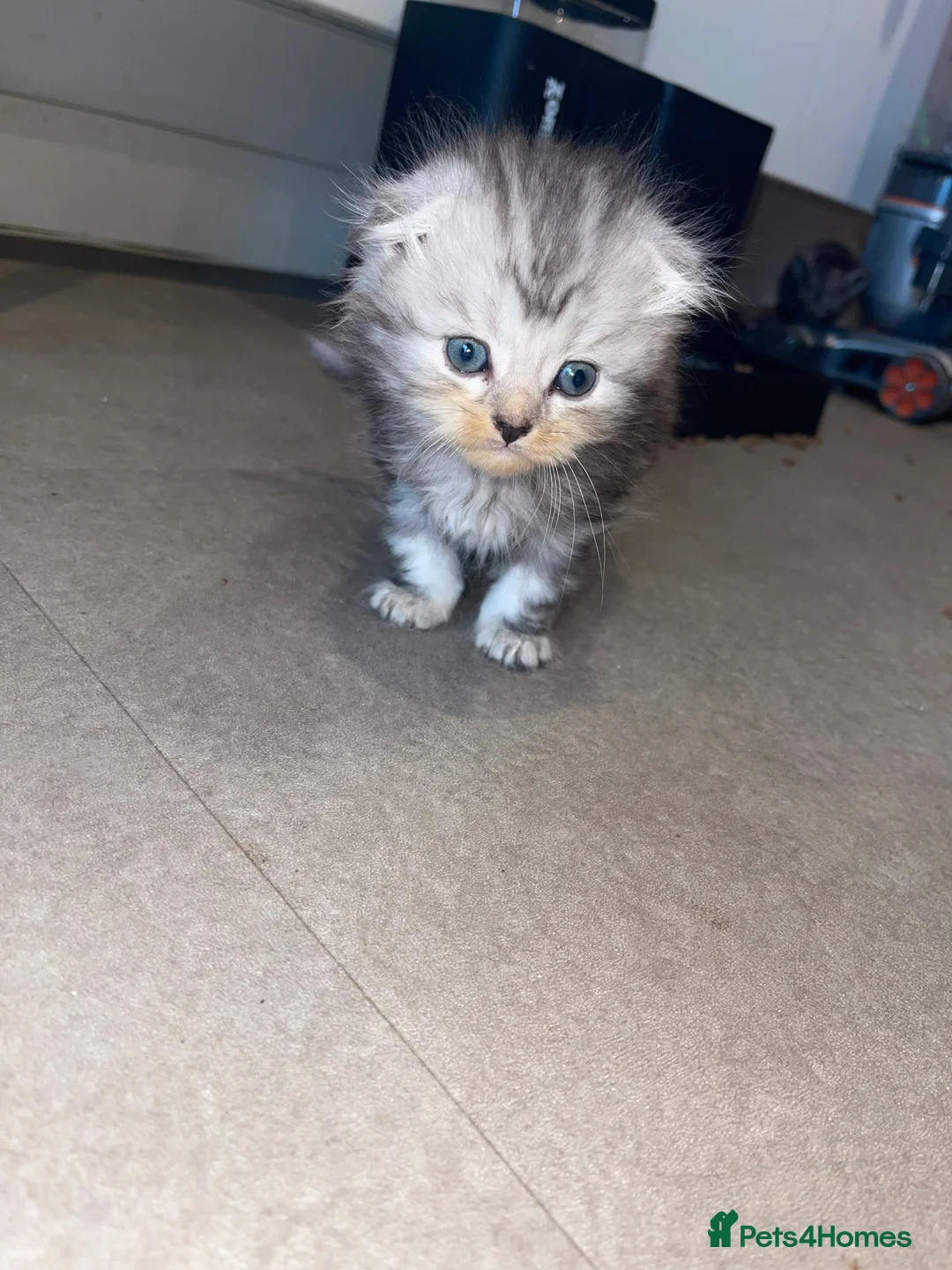 Scottish Fold cats for sale: 5 beautiful Scottish folk kittens  - Advert 9
