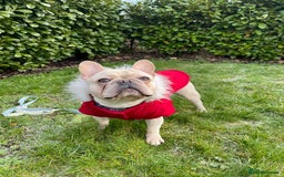 French Bulldog dogs for stud: 🌟🔥LILAC PLATINUM KC REG FRENCH BULLDOG STUD🔥🌟 in Uxbridge - Image 12
