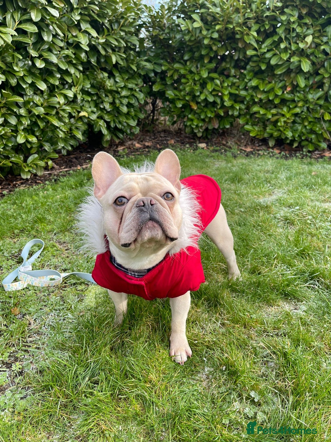 French Bulldog dogs for stud: 🌟🔥LILAC PLATINUM KC REG FRENCH BULLDOG STUD🔥🌟 in Uxbridge - Image 12