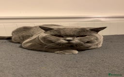 British Shorthair cats for stud: 3xB BIG BSG BOY 7kg - Advert 2