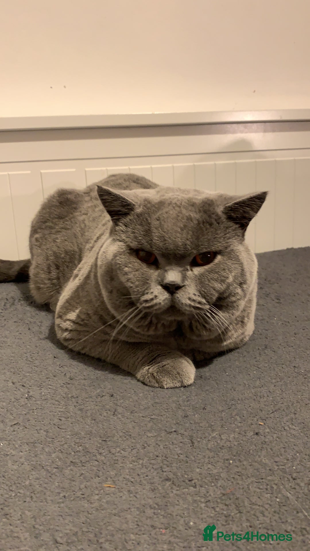 British Shorthair cats for stud: 3xB BIG BSG BOY 7kg - Advert 2