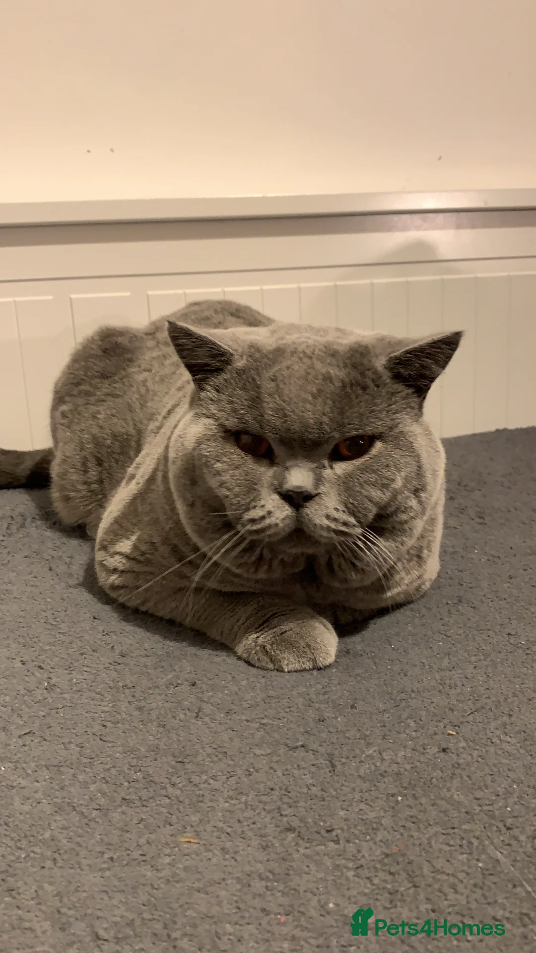 British Shorthair cats for stud: 3xB BIG BSG BOY 7kg - Advert 2