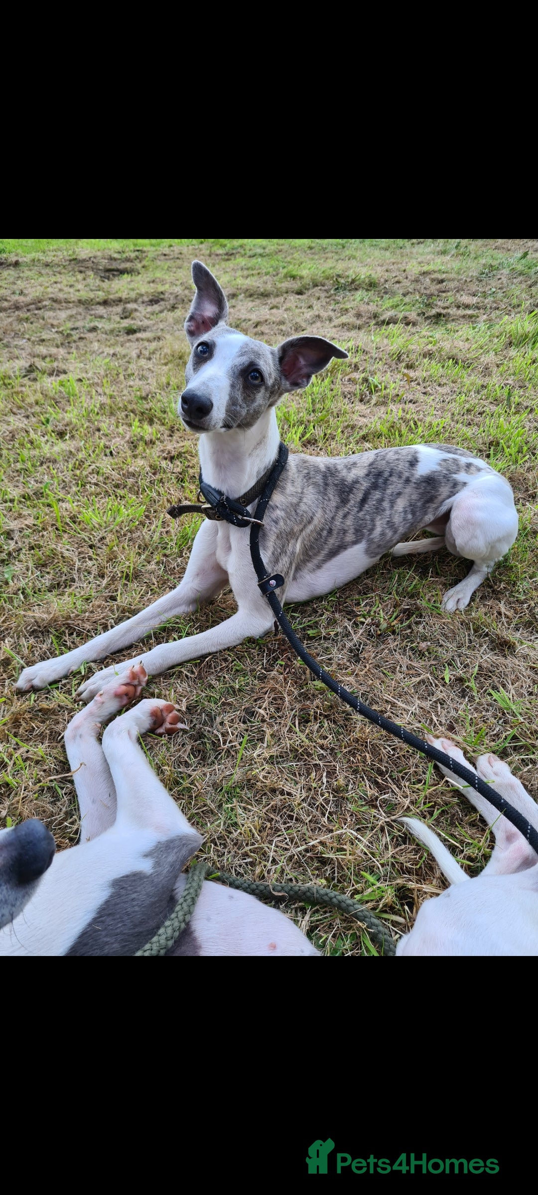 Whippet dogs for sale: Fantastic Whippet puppies - Image 8