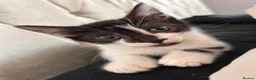 Mixed Breed cats for sale: half maine coon kittens🤍 - Advert 10