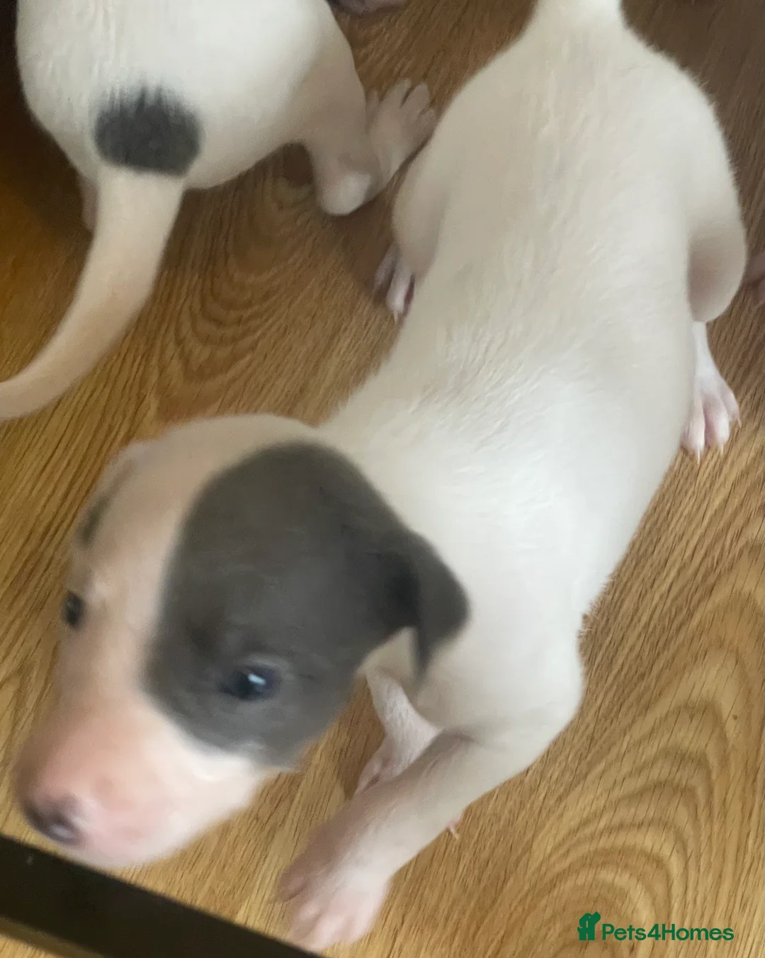 Whippet dogs for sale: Whippet puppies for sale - Advert 10
