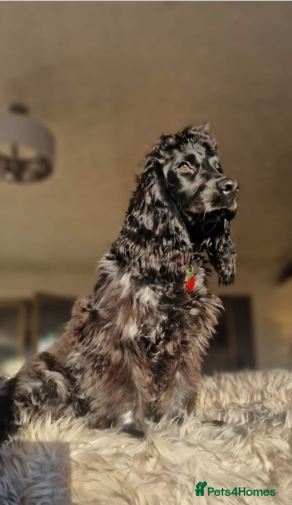 Cocker Spaniel dogs Kc reg show cocker bitch  - Advert 7