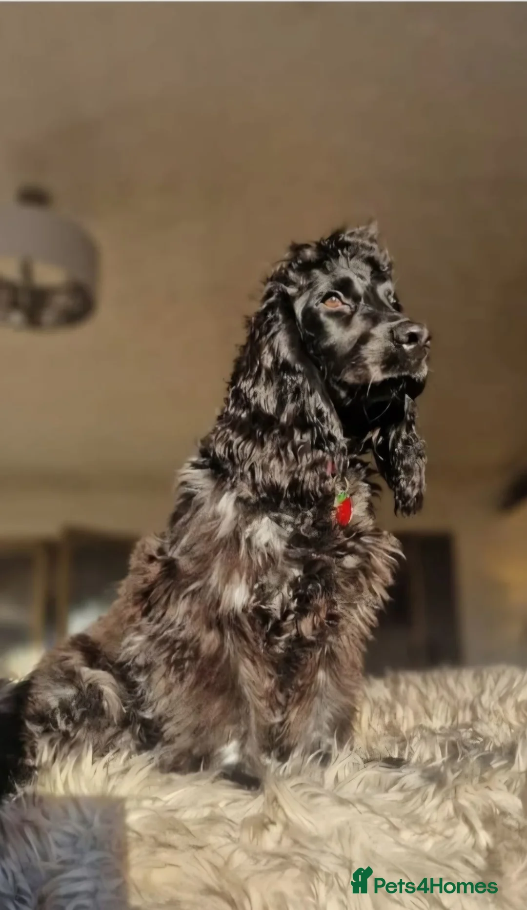 Cocker Spaniel dogs for sale: Kc reg show cocker bitch  in Billingham - Advert 1