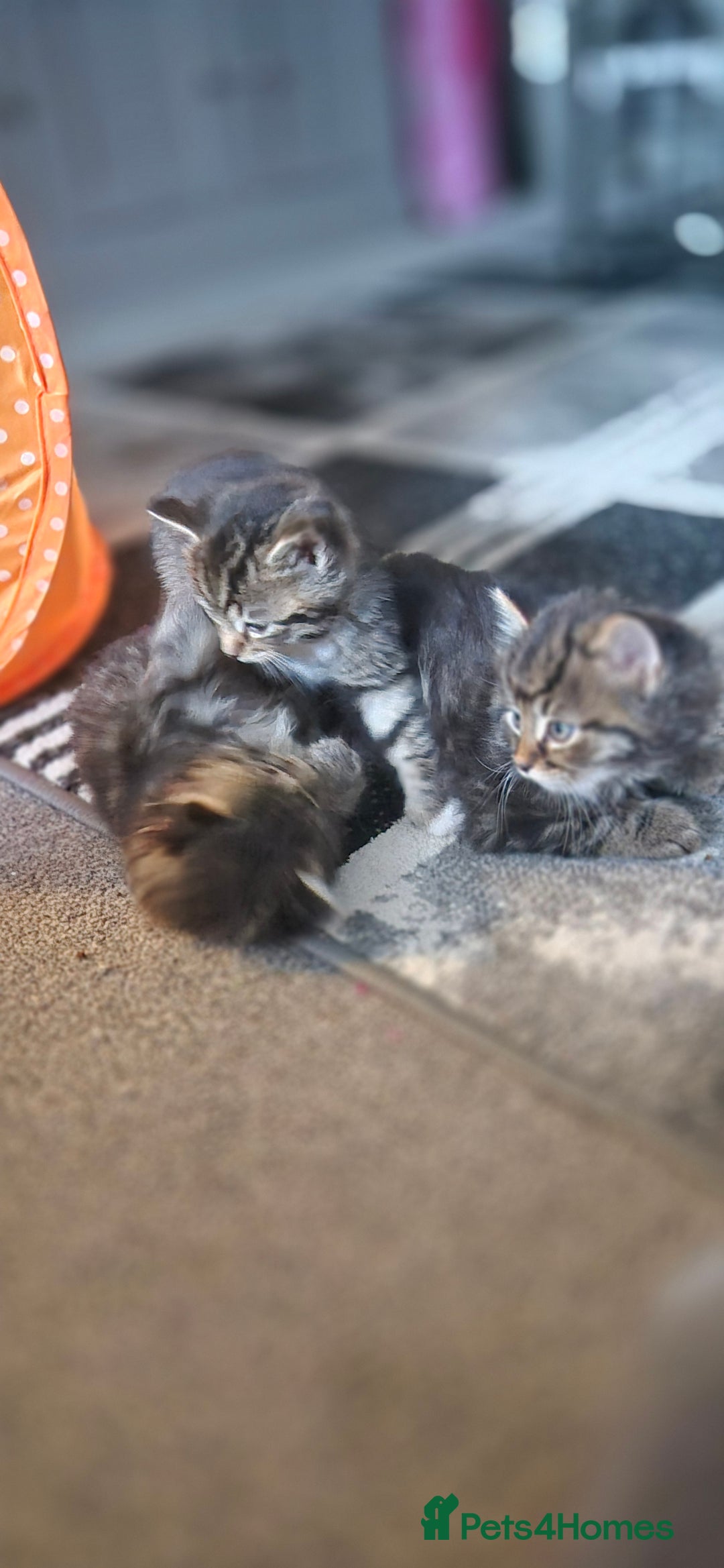 Mixed Breed cats for sale: Kittens silver tabby Britishshort-hairxmaincoon  - Advert 3