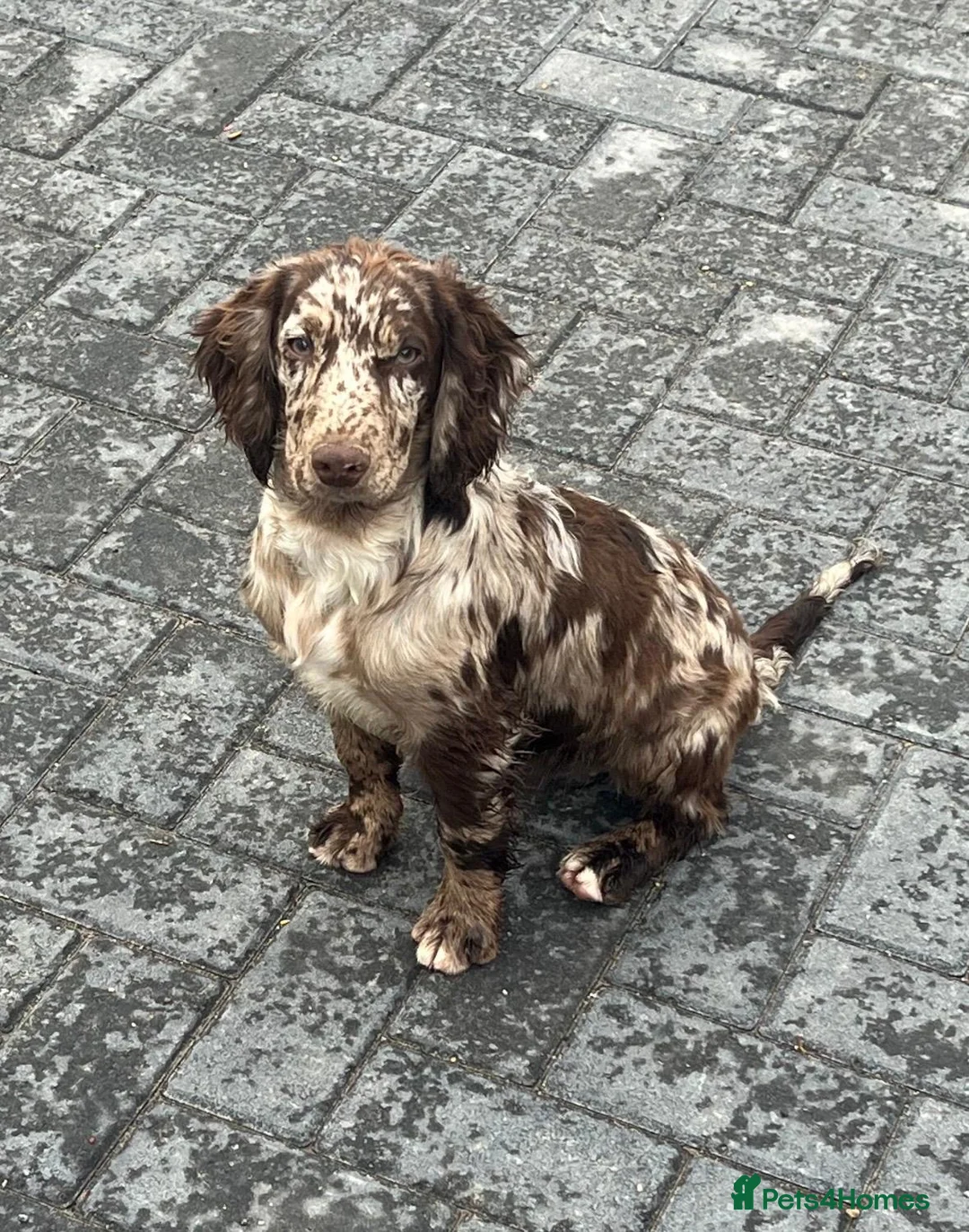 Cockapoo dogs for sale: Chocolate Phantom Cockapoo Puppies - Advert 19
