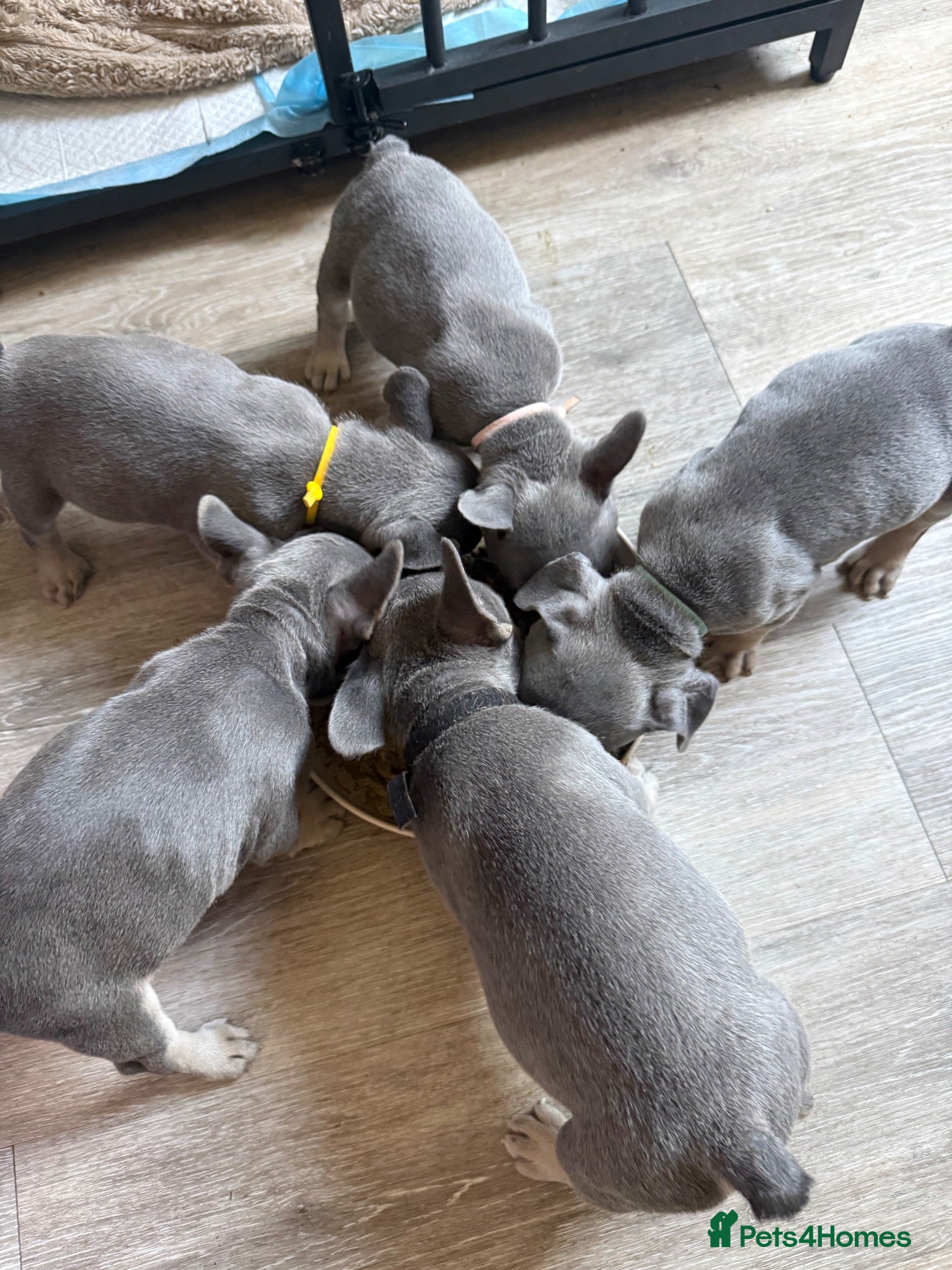 French Bulldog dogs Beautiful French bulldog pups  - Advert 1