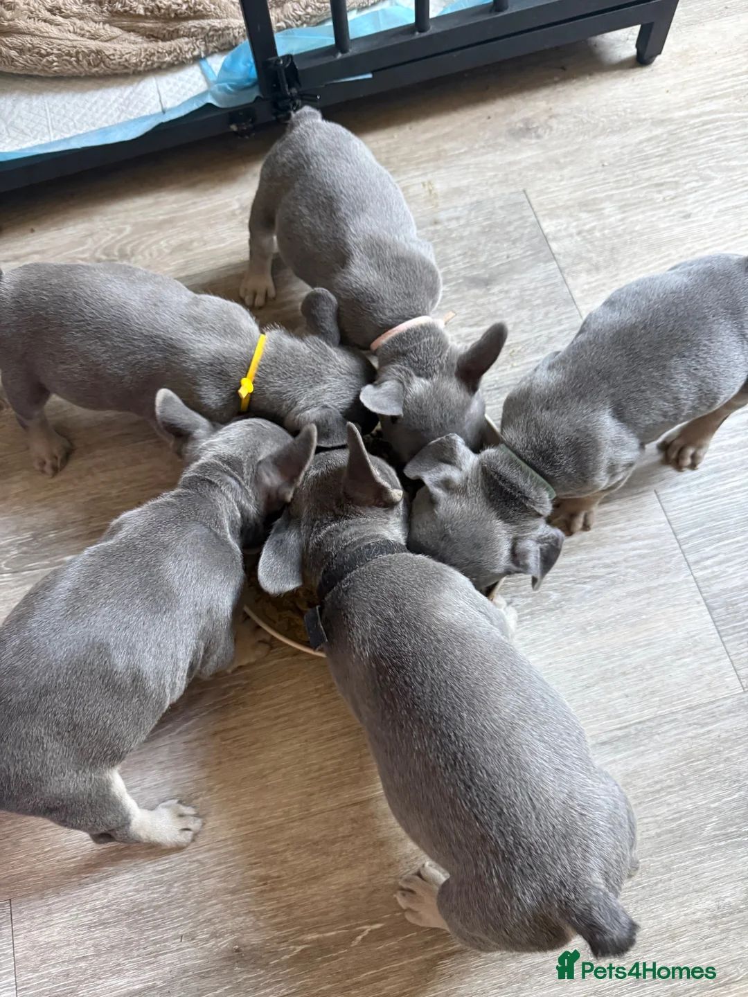 French Bulldog dogs for sale: Beautiful French bulldog pups  - Advert 1