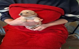 Cockapoo dogs for sale: 5 Cockapoo puppies 3 girls 2 boys  - Image 7