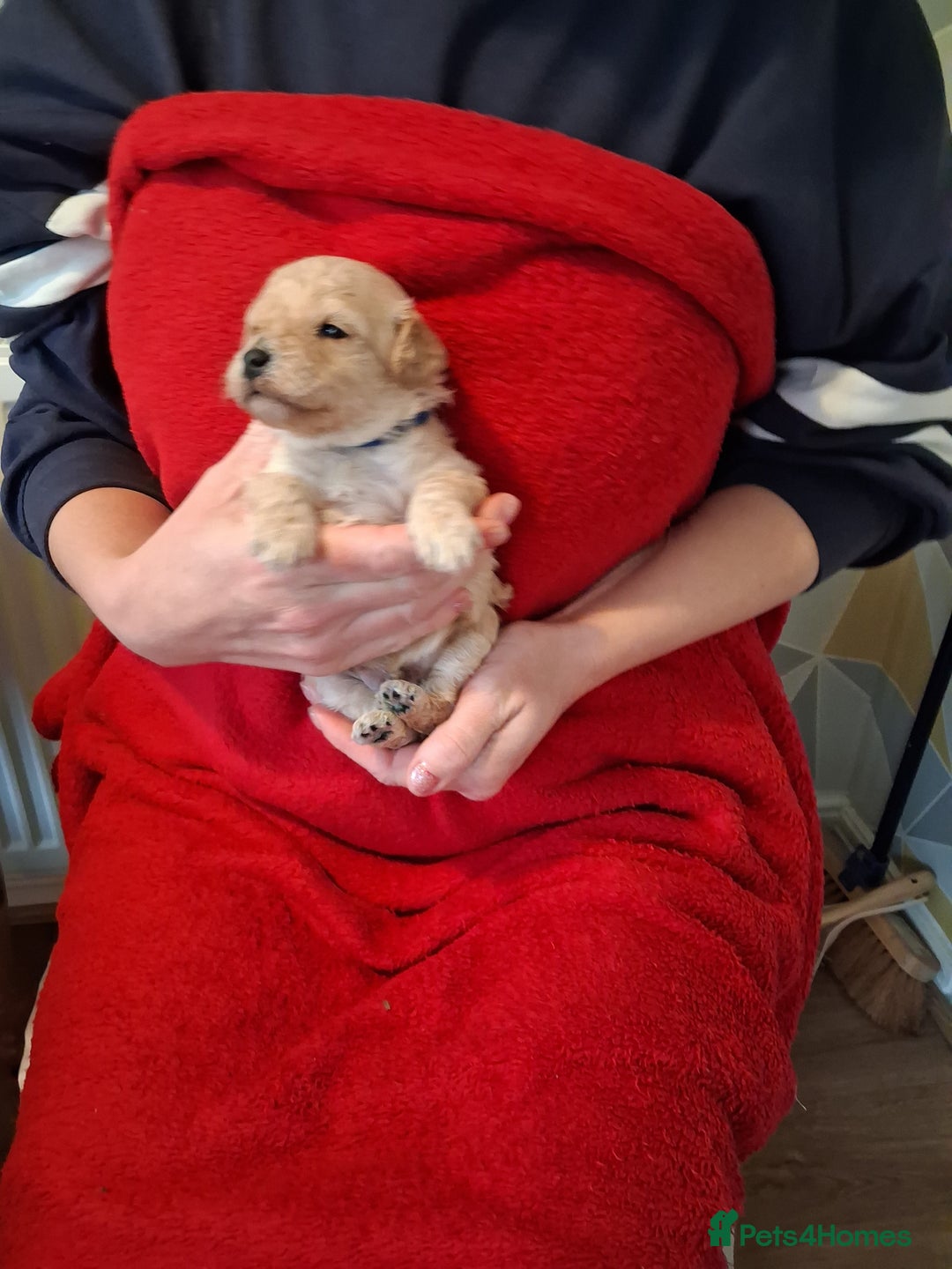 Cockapoo dogs for sale: 5 Cockapoo puppies 3 girls 2 boys  - Image 7