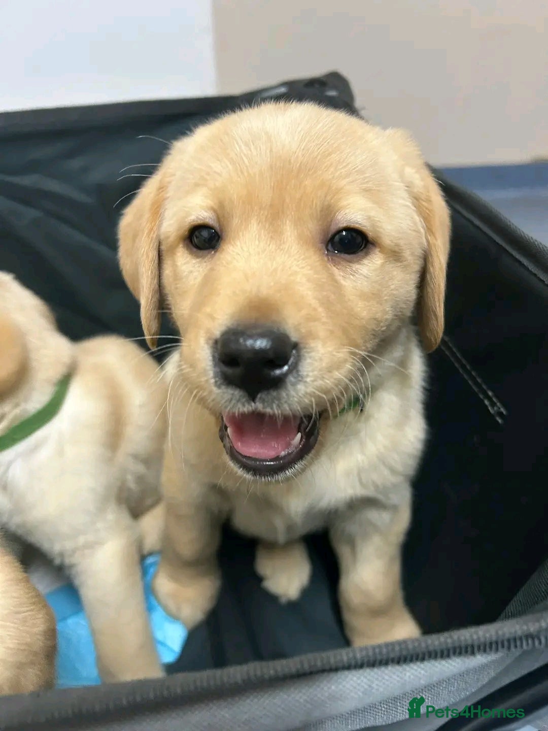 Labrador Retriever dogs for sale: Pure breed Labrador Retrievers puppies  - Image 25