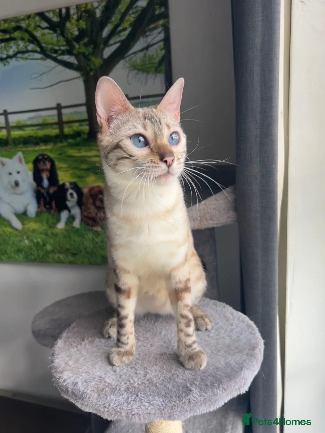 Bengal cats for sale: Bengal Queen Ready Now Born 11-3-24❤️ in Luton - Advert 1