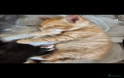 British Shorthair cats for sale: 2 stunning tabby cats  - Image 8