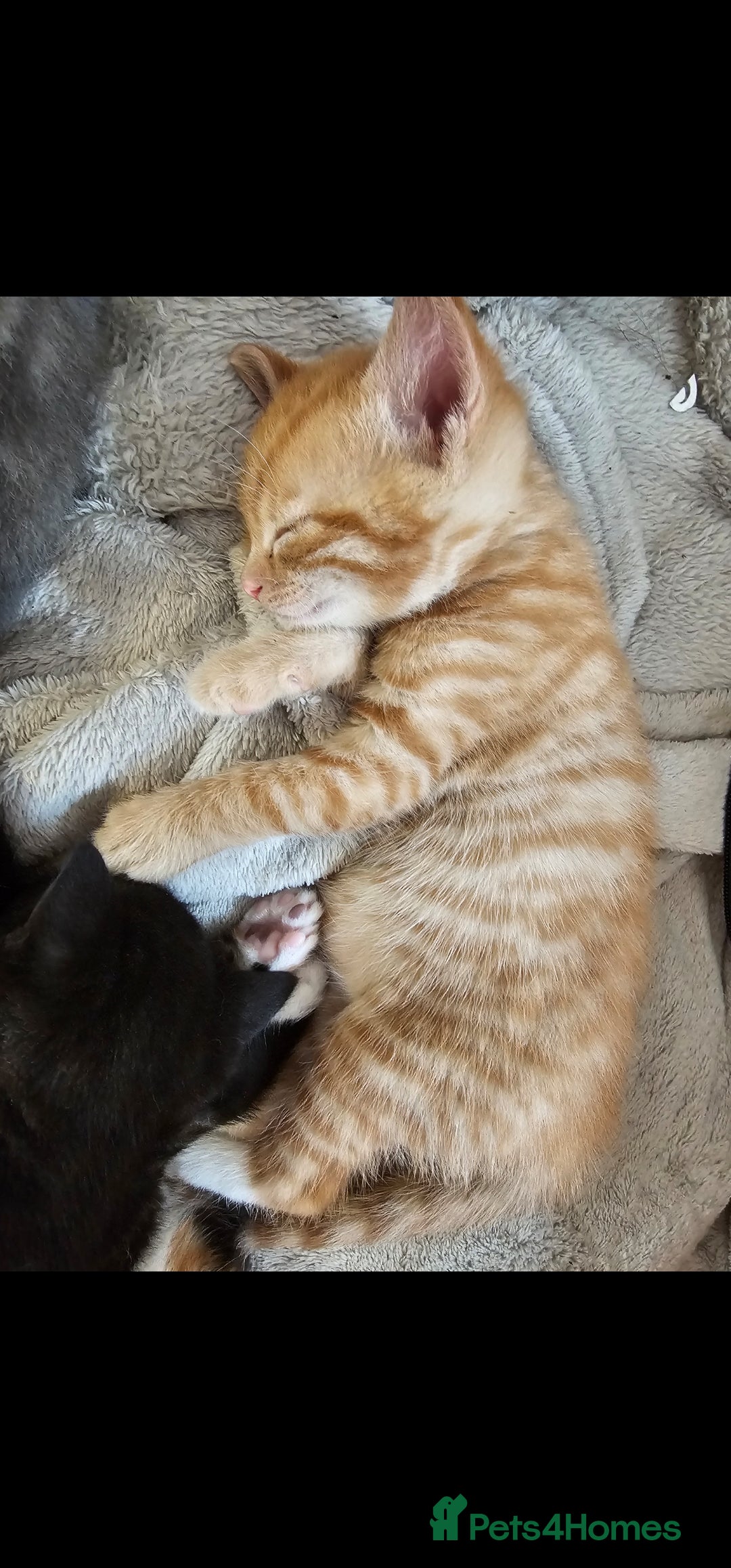 British Shorthair cats for sale: 2 stunning tabby cats  - Image 8