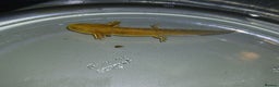 Other/Mixed Breed fish for sale: Axolotls babies gold and copper  - Advert 9