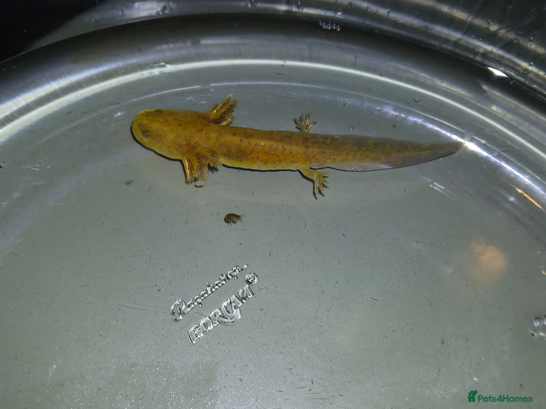Other/Mixed Breed fish for sale: Axolotls babies gold and copper  - Advert 6