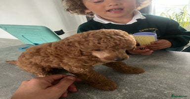 Toy Poodle dogs - Advert 13