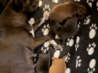 Chihuahua dogs Baby Chihuahuas - expression of interest - Advert 3